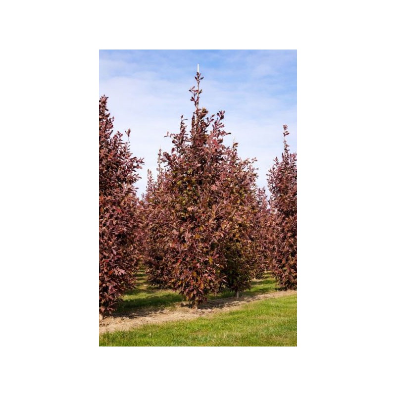 Quercus ×bimundorum CRIMSON SPIRE 'Crimschmidt'