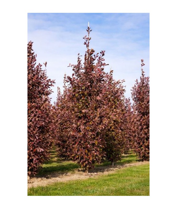 Quercus ×bimundorum CRIMSON SPIRE 'Crimschmidt'