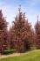 Quercus ×bimundorum CRIMSON SPIRE 'Crimschmidt'