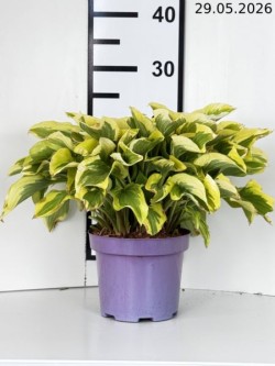 Hosta 'Pilgrim'