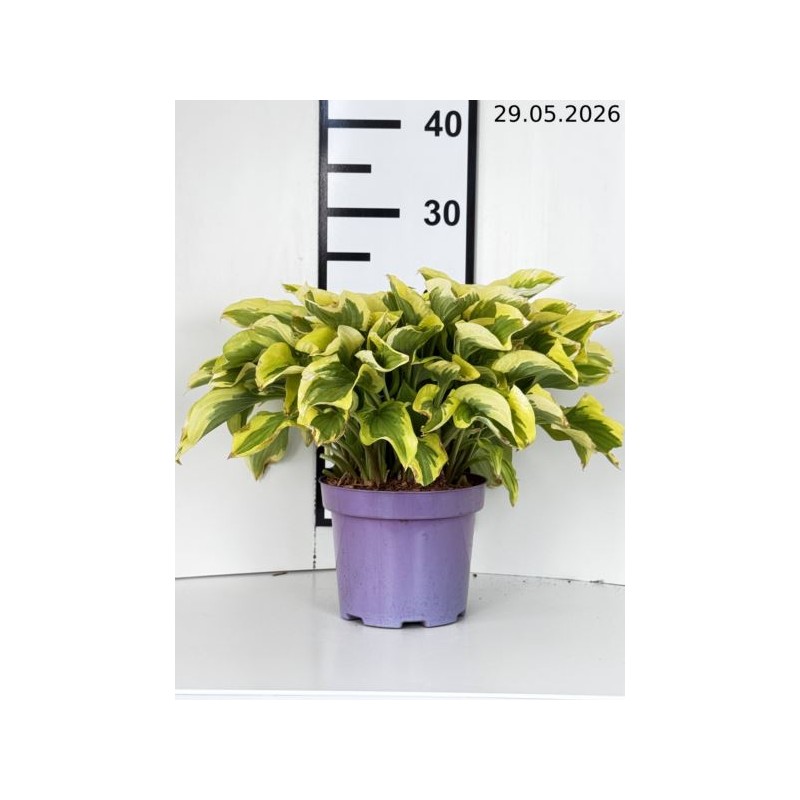 Hosta 'Pilgrim'