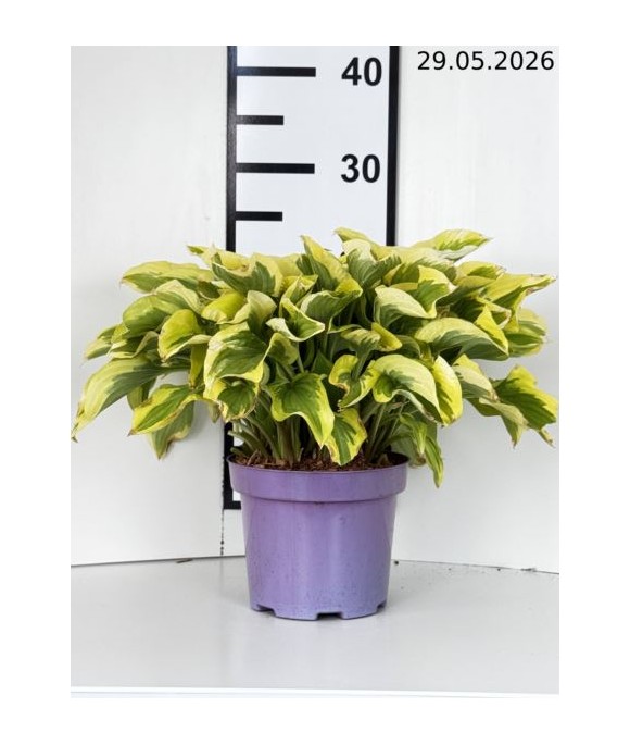 Hosta 'Pilgrim'