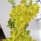 Berberis thunbergii 'Golden Torch'