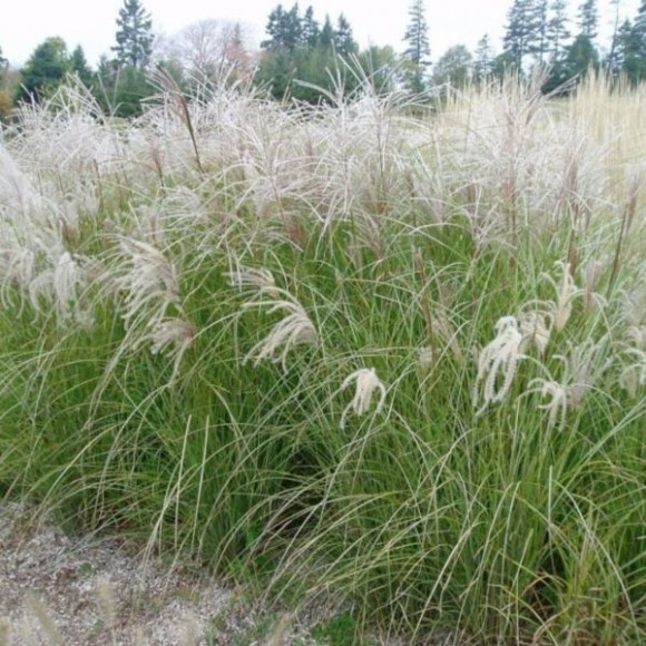 Miscanthus sinensis 'Herman Mussel'