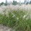 Miscanthus sinensis 'Herman Mussel'