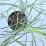Miscanthus sinensis 'Herman Mussel'