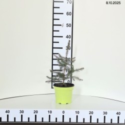 Picea omorika