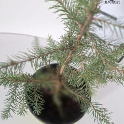 Picea omorika