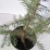 Picea omorika