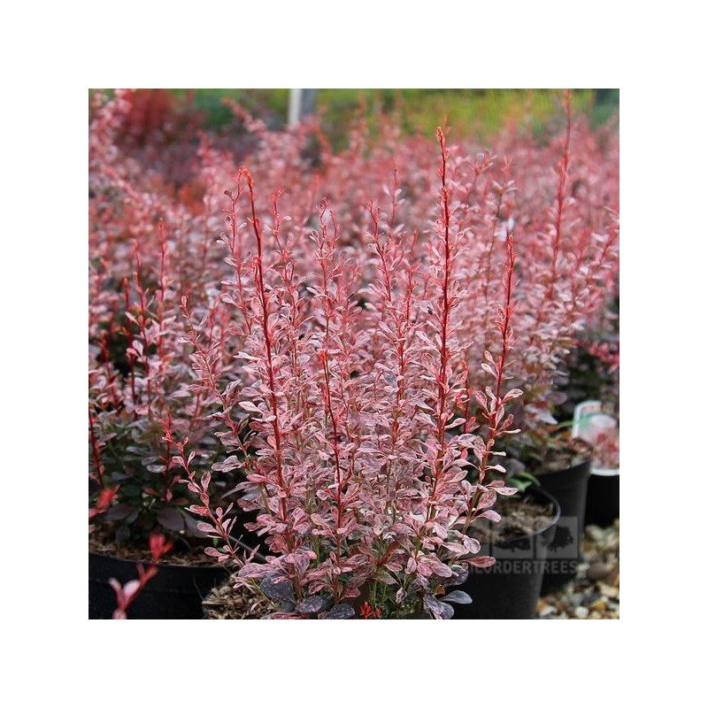 Berberis thunbergii 'Rosy Rocket' PBR