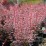 Berberis thunbergii 'Rosy Rocket' PBR