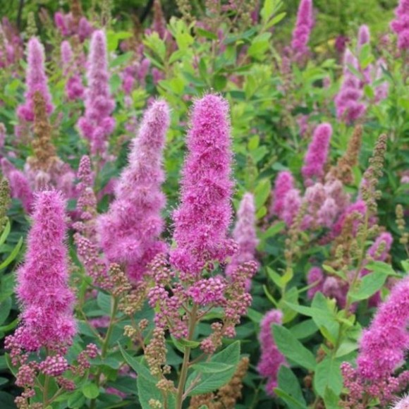 Spiraea ×billardii 'Triumphans'