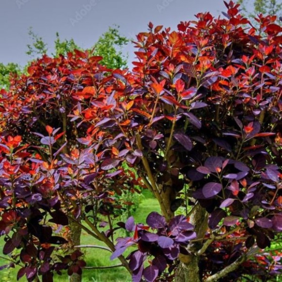 Cotinus coggygria 'Royal Purple'