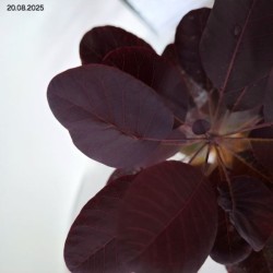 Cotinus coggygria 'Royal Purple'