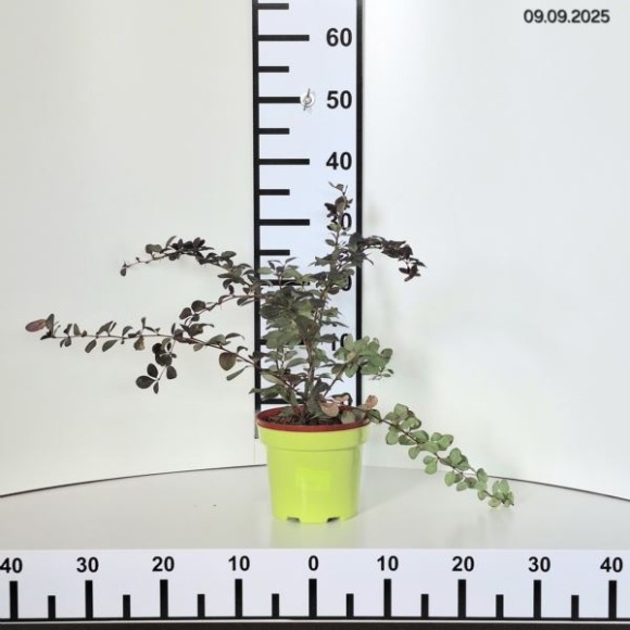 Berberis ×ottawensis 'Superba'