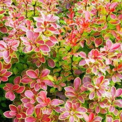 Berberis thunbergii...