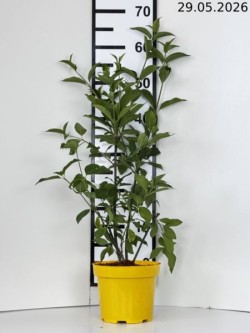 Euonymus europaeus 'Red...