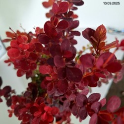 Berberis thunbergii 'Orange Rocket' PBR