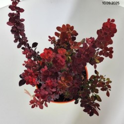 Berberis thunbergii 'Orange Rocket' PBR