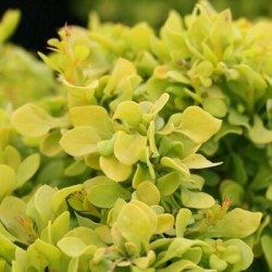 Berberis thunbergii 'Tiny...