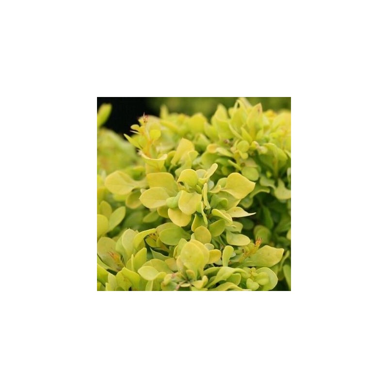 Berberis thunbergii 'Tiny Gold' PBR