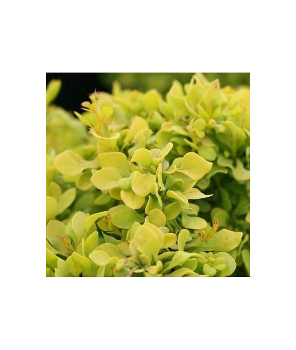 Berberis thunbergii 'Tiny Gold' PBR