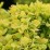 Berberis thunbergii 'Tiny Gold' PBR