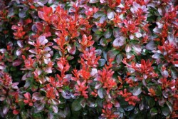 Berberis thunbergii...