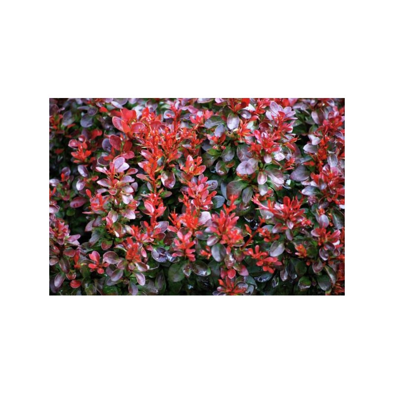Berberis thunbergii 'Bagatelle'
