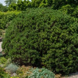Pinus mugo 'Mops'