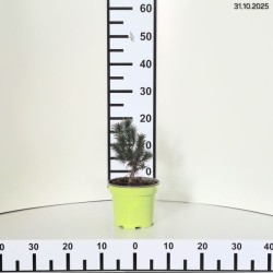 Pinus mugo 'Mops'