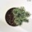 Pinus mugo 'Mops'